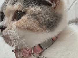 Beautiful TICA REG 7 months old Blue And White Tortie British Shorthair Girl