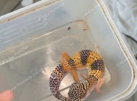UPDATED PICS FEMALE Wild type baby ready to leave NOW!