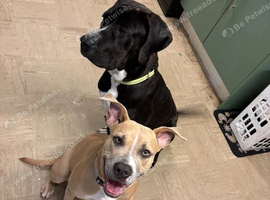 2 dogs for sale