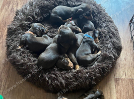 Beautiful dachshund puppies