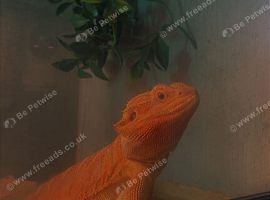 Female bearded dragon 1+