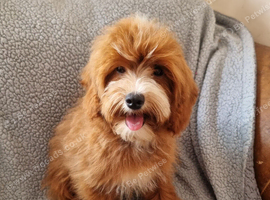 Stunning pup for sale