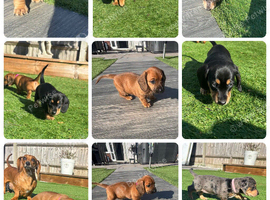 Miniature dachshund puppies for sale - ready after September 30th