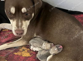 Stunning 2 male staffy pups