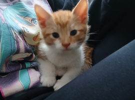 1 male kitten