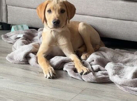 Labrador