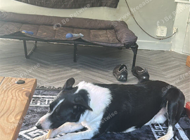 Male collie