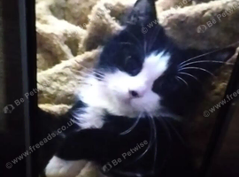 Looking to re-home my cat