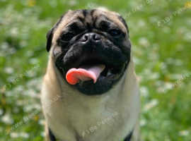 Handsome KC fawn Pug for stud