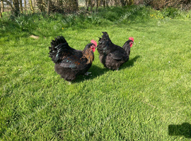 2 Orpington Cockerels