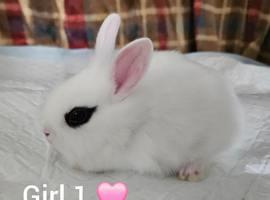 Beautiful netherland dwarf cross single lionheads