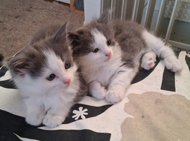 Ragdoll x Kittens