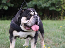 Black and Tan English bulldog stud