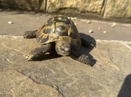Horsfield tortoises looking for loving new home