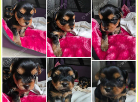 Adorable Yorkshire Terrier puppies.