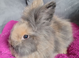 Double maned lionhead baby ready now