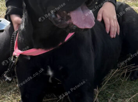 Cane corso bitch