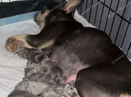 Stunning French Bulldog Puppies for sale
