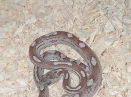 Baby corn snakes
