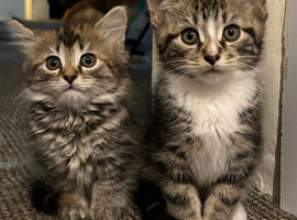 Beautiful kittens for sale (4 left)