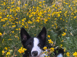 Border collie looking for a loving home
