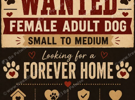 Looking for female small to medium adult dog