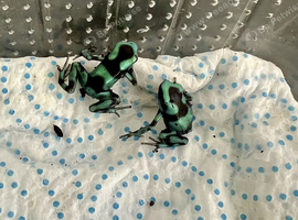Auratus Panama special dart froglets