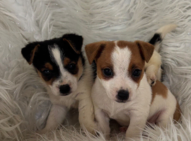 Miniature Jack Russells