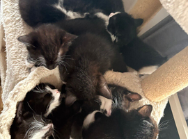 9 tuxedo kittens