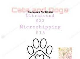 Microchipping and pregnancy scan