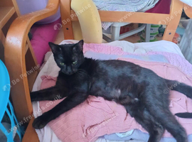 charcoal siamese burmese female with light green emerald eyes