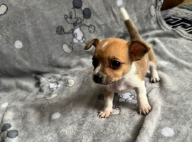 Jackawawa puppies