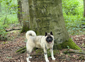 KC American Akita