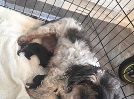 One handosme boy shih tzu