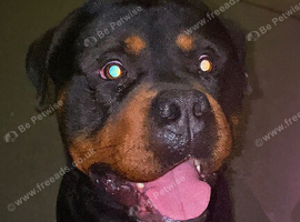 Rottweiler
