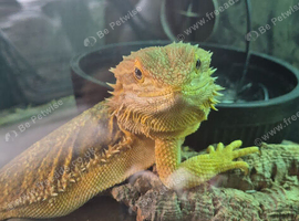 Female Bearded dragon (flash)