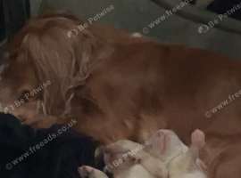 3 beautiful cocker bitches left
