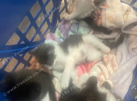 Kittens 10 weeks old looking for loving home