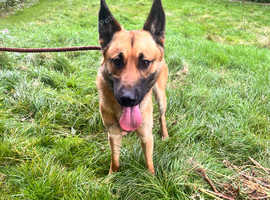 German Shepherd x Belgian Malinois- STUD Available