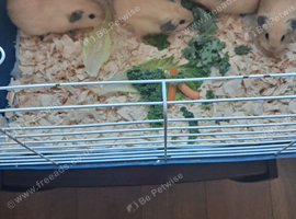 BABY CALIFORNIAN GUINEA PIGS