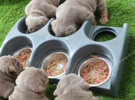 Amazing English bulldog puppies