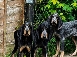 Male and female available