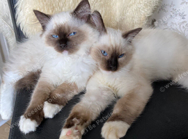 Ragdoll Kitten boy