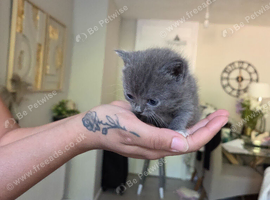 British shorthair X kittens