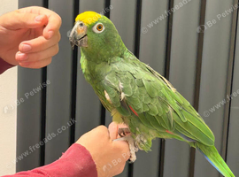 Tame yellow crowned Amazon