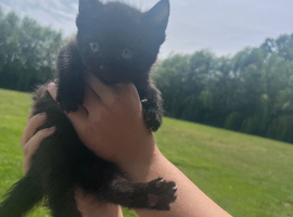 kittens ready now