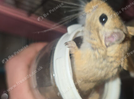 Baby gerbils