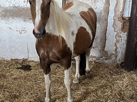 New forest cross cob 3 year old filly