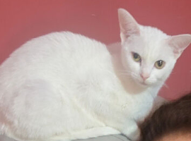 Pure white beautiful cat