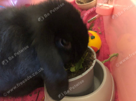 Netherland dwarf lop doe female in black 12 weeks old